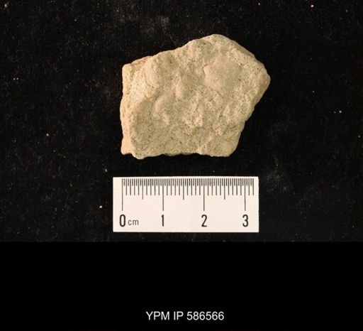Billingsella coloradoensis