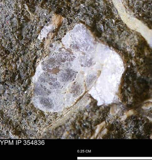 undet. Mollusca