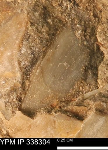 Protocardia subquadrata
