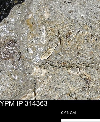 undet. Mollusca