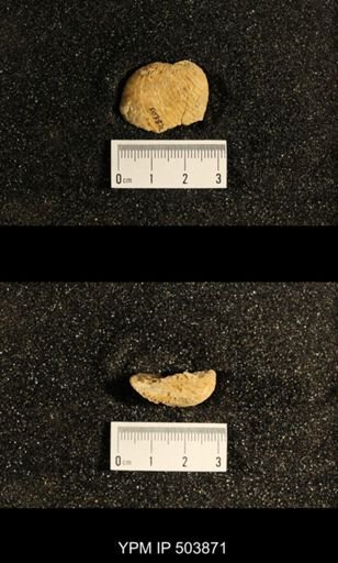 Astartella concentrica