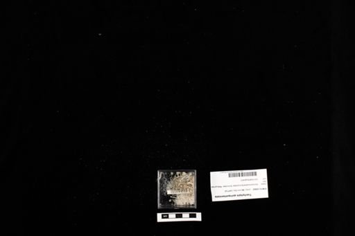 Trachylepis quinquetaeniata