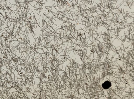 Isodictya deichmannae