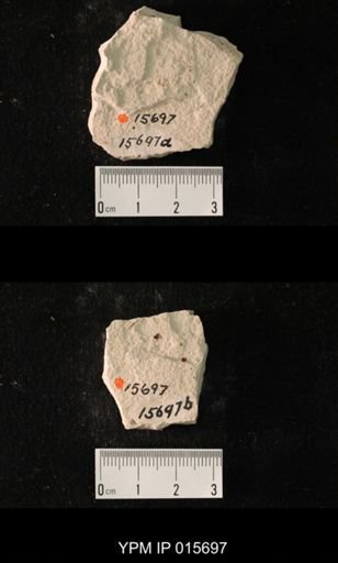 Pycnoblattina