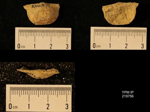 Chonetes granulifer