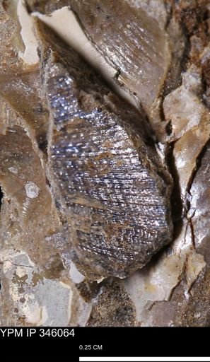 undet. Bivalvia
