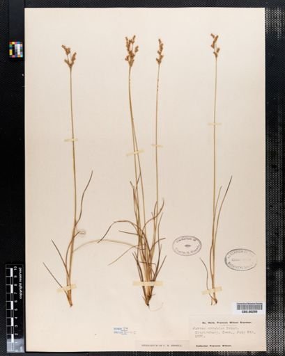 Juncus secundus