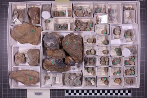 mixed taxa, stratigraphic collection