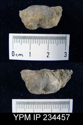 Marginifera splendens