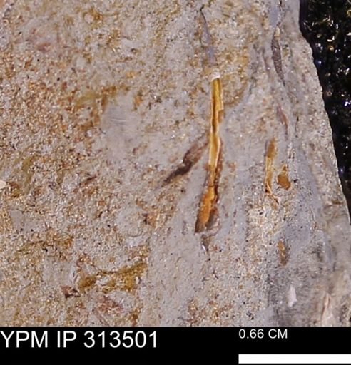 undet. Dentaliidae