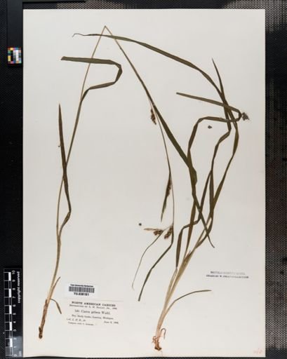 Carex amphibola
