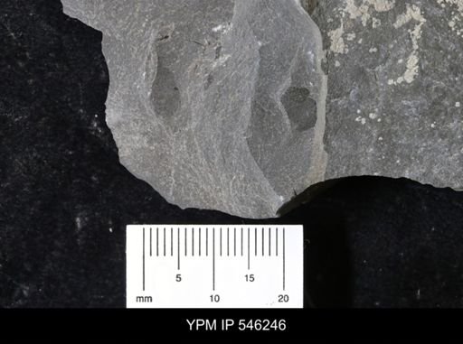 undet. Eurypterida