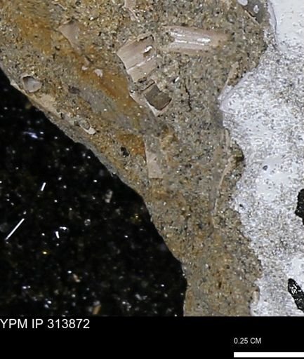 undet. Scaphopoda