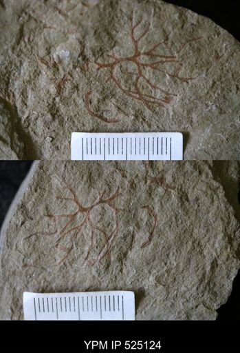 undet. Graptoloidea