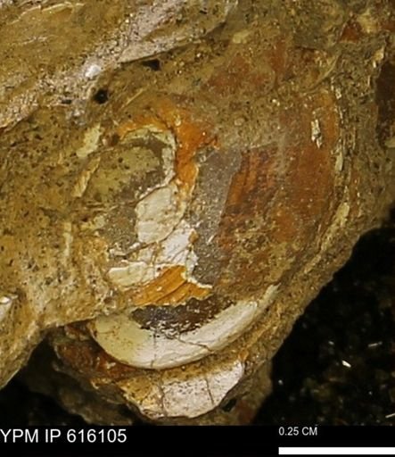 undet. Bivalvia