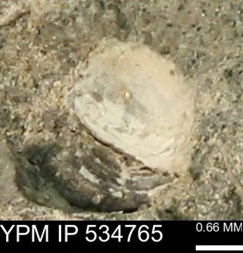 Protocardia subquadrata