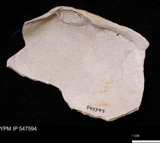 Mya arenaria