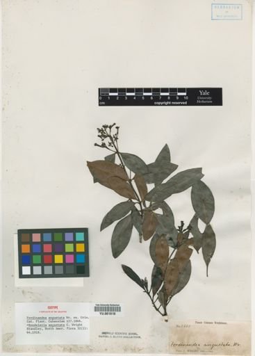 Rondeletia angustata