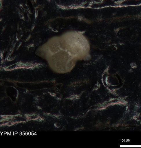 undet. Foraminiferida