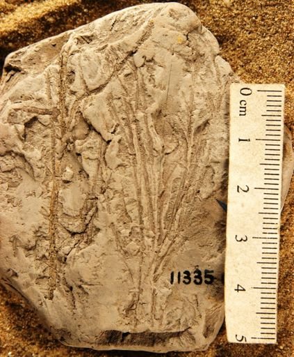 Czekanowskia capillaris