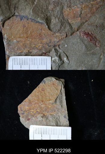 undet. Nautiloidea