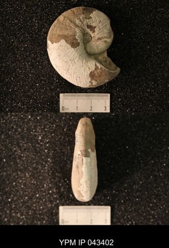 Hoploscaphites nicolletii