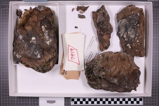 mixed taxa, stratigraphic collection