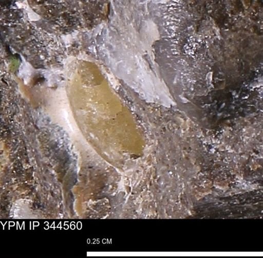 undet. Mollusca