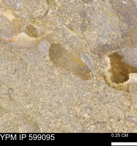 undet. Bryozoa