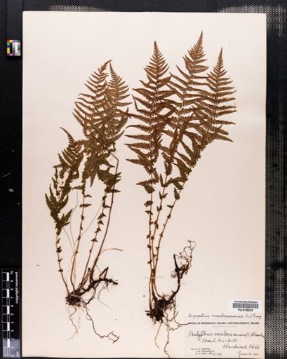 Dryopteris noveboracensis