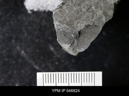 undet. Eurypterida