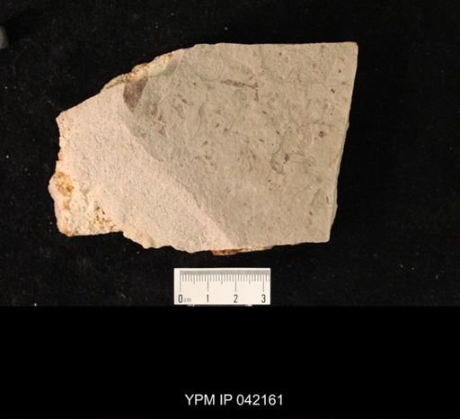 undet. Hymenoptera