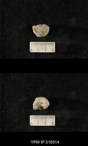 Cyclonema varicosum
