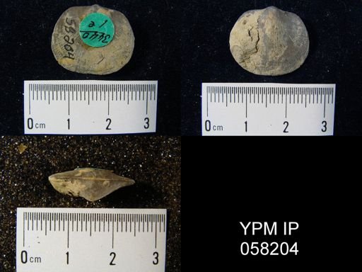 Dalmanella perelegans