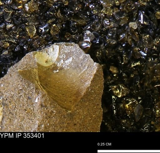Limopsis striatopunctatus
