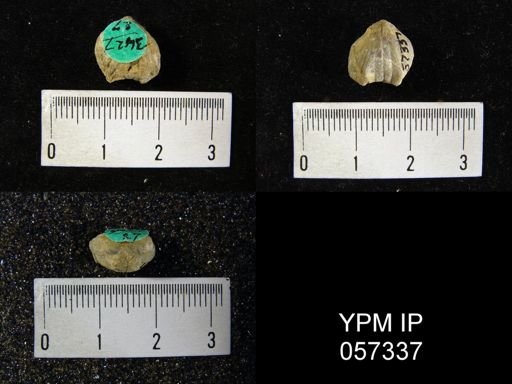 Uncinulus wadei