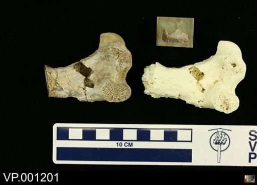 Hesperornis regalis