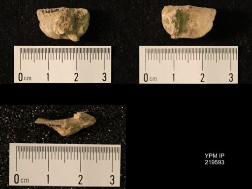 Chonetes granulifer
