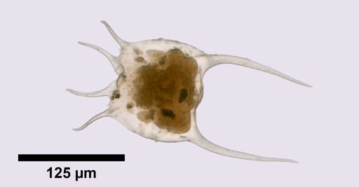 Brachionus zahniseri
