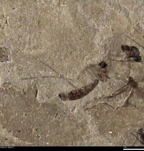 undet. Insecta
