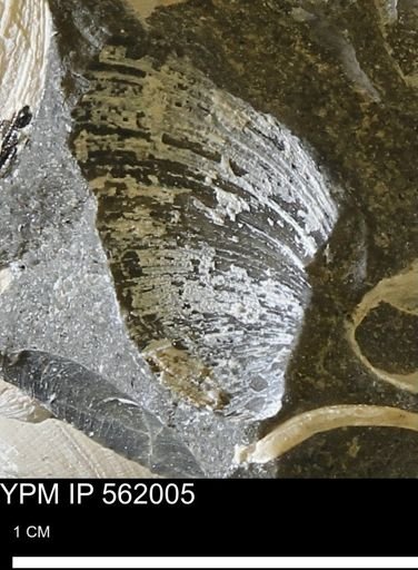 Limopsis sp.