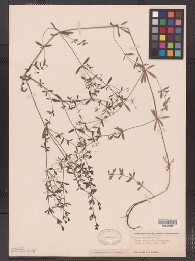Galium palustre