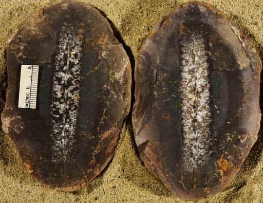 Pecopteris sp.