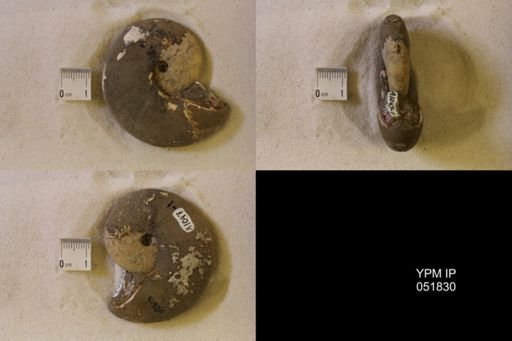 Hoploscaphites nicolletii