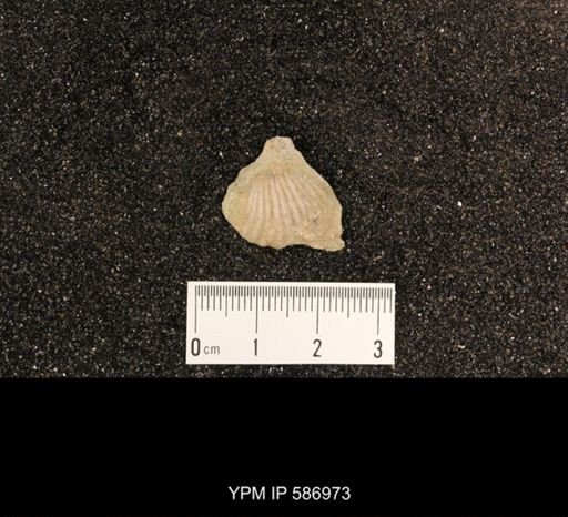 Rhynchotrema capax