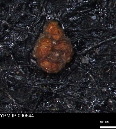 Trochammina umiatensis