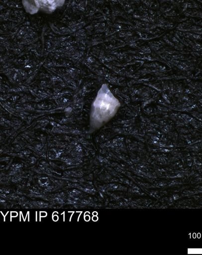 undet. Foraminiferida