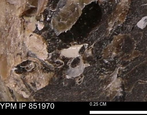 undet. Foraminifera