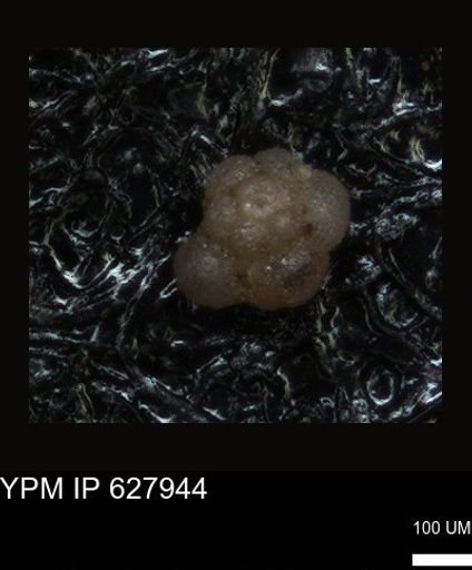 undet. Foraminiferida