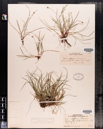 Carex deflexa